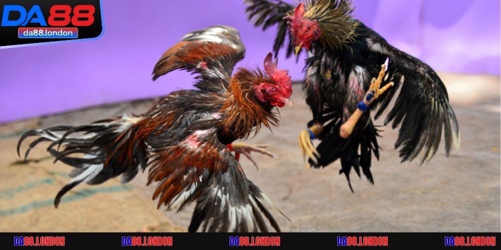 Thưởng lớn mỗi ngày cho người chơi cá cược